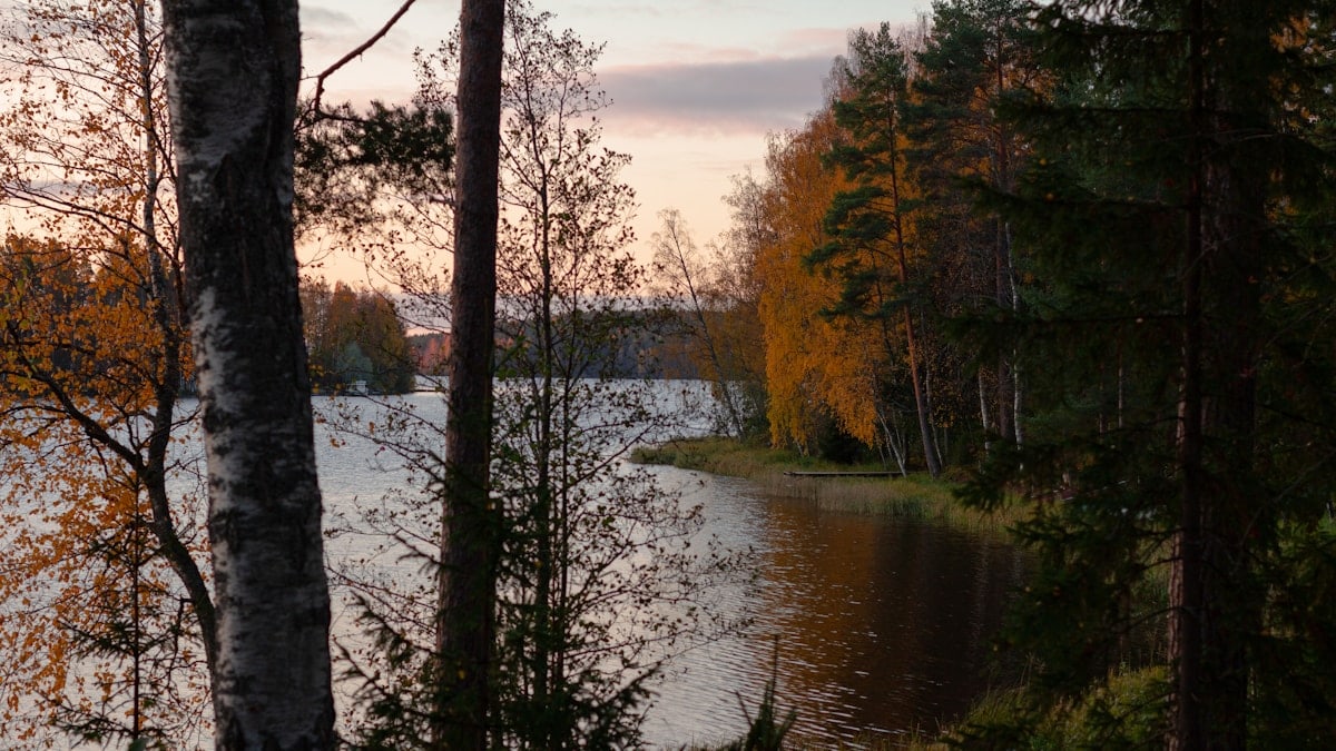 lakeshore and forest at autumn sunrise