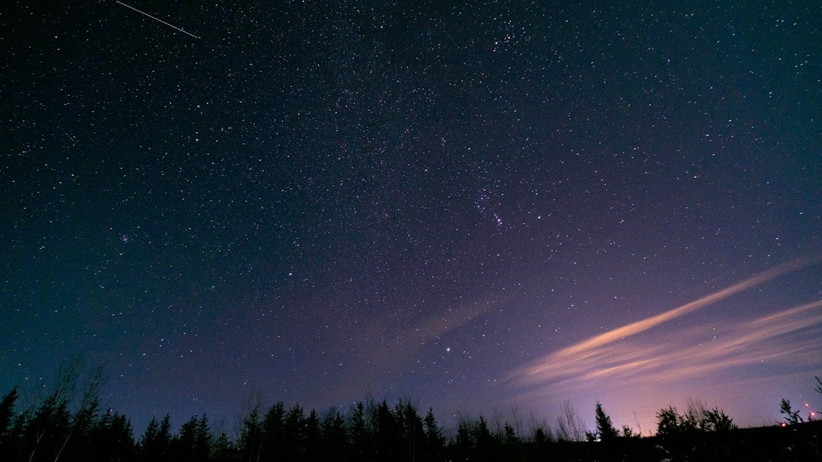 silhouette of trees under starry night